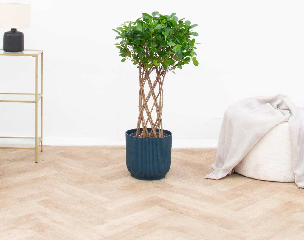 Ficus Moclame gevlochten stam - 120cm