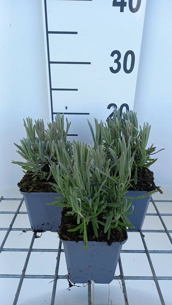Lavandula x intermedia 'Provence' - pot 9x9 cm -