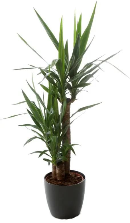 Kamerplant - Yucca - 90-45-20 - inclusief antraciete pot