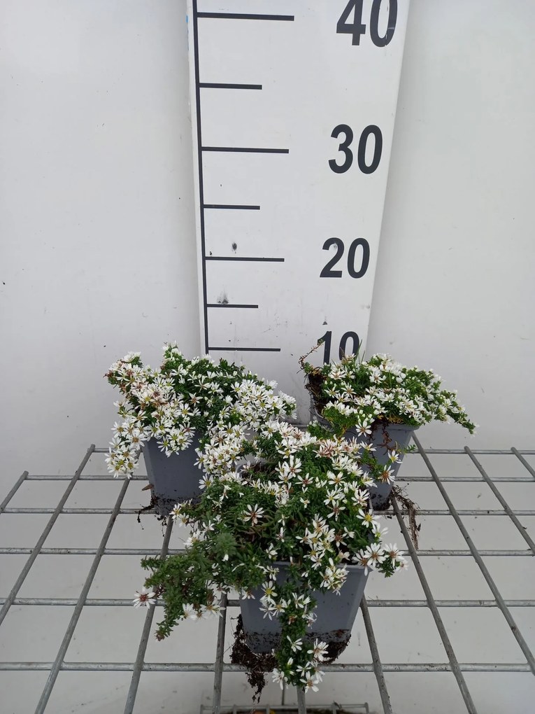 Aster ericoides 'Snowflurry' - pot 9x9 cm