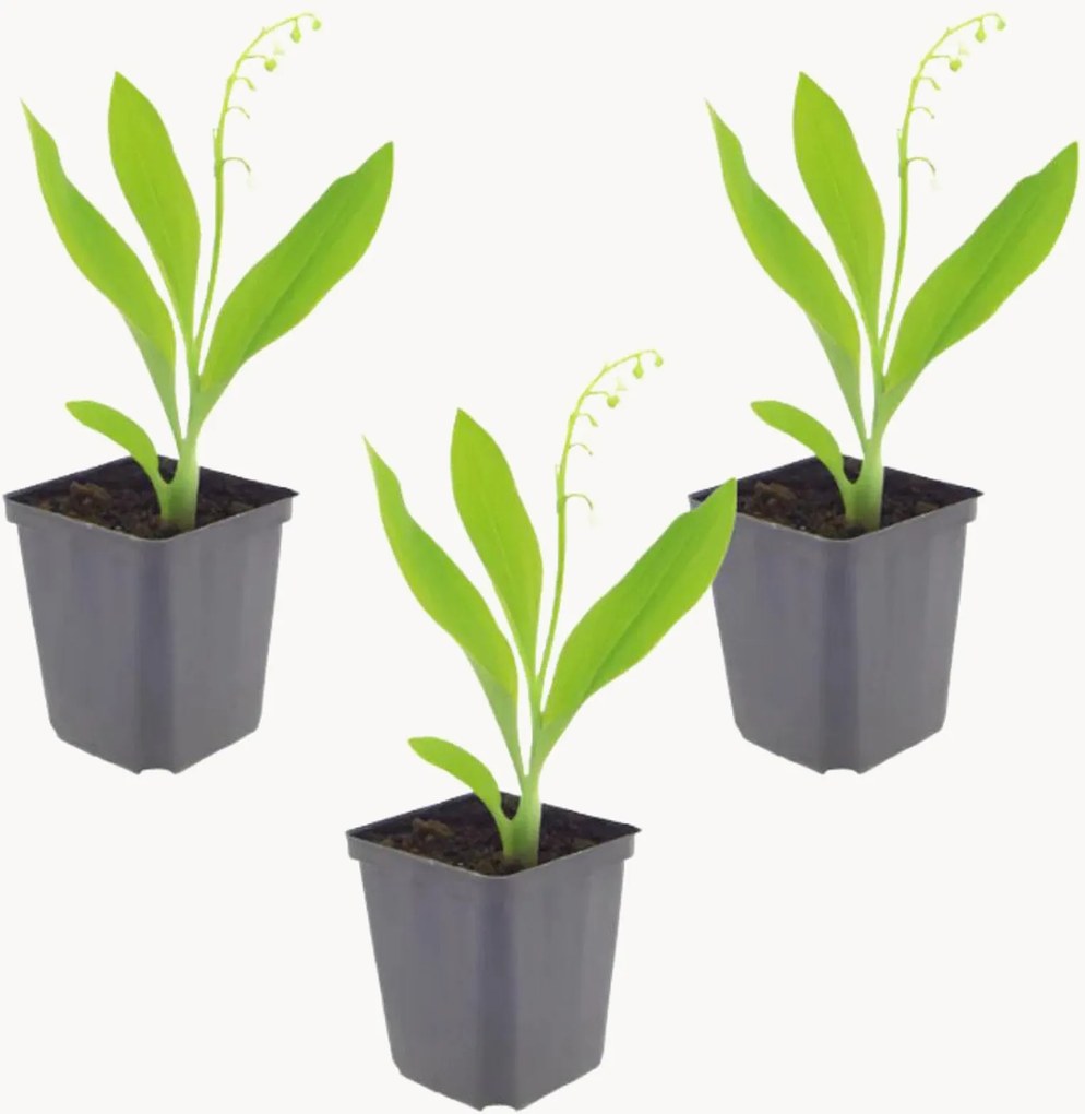 Planten Lily Of The Valley Convallaria Majalis, 3-delig