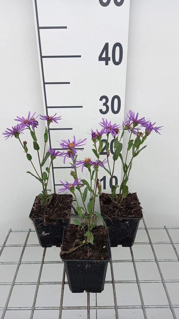 Aster amellus 'Sonora' - pot 9x9 cm