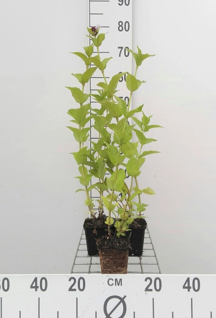 Nepeta subsessilis - pot 9x9 cm