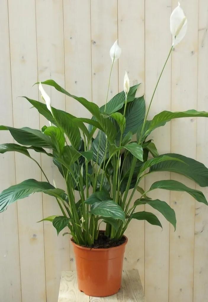 Lepelplant Spathiphyllum 120 cm