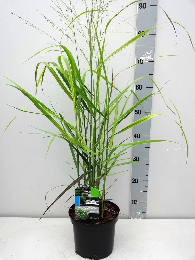 Panicum virgatum'Rehbraun'- pot 3L