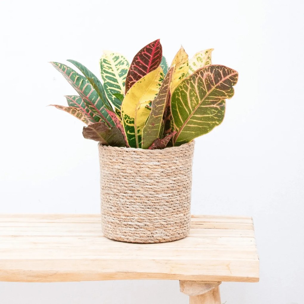 Codiaeum variegatum'Petra'- 30cm