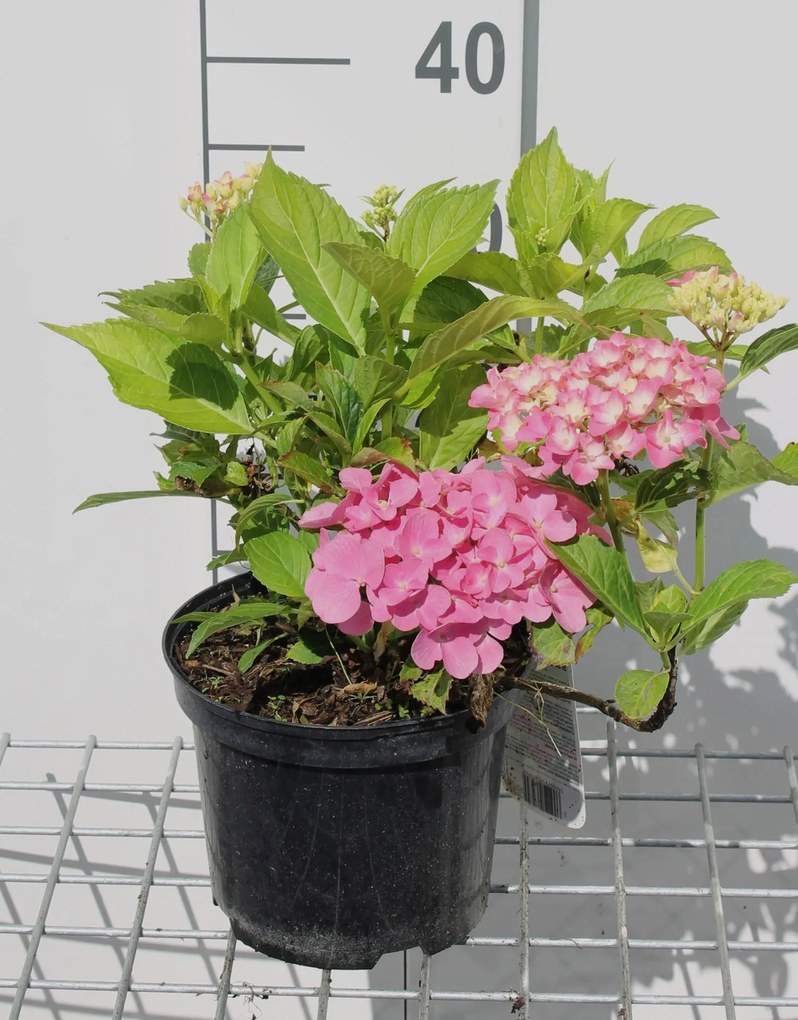 Hydrangea macrophylla 'Gertrud Glahn' - pot - 25-30 cm