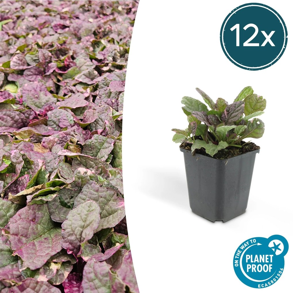 Ajuga reptans 'Burgundy Glow' - 20cm