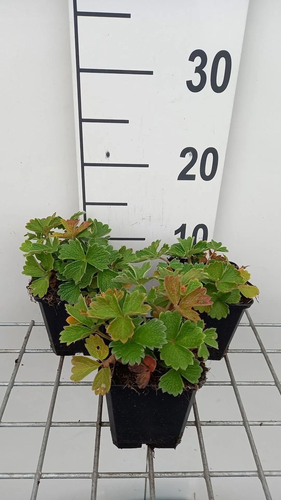 Potentilla megalantha - pot 9x9 cm