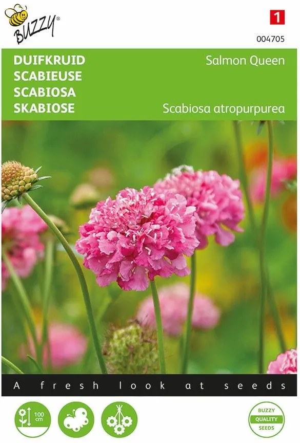 Buzzy seeds - bloemzaden - Scabiosa Salmon Queen (duifkruid/speldenkussenbloem)