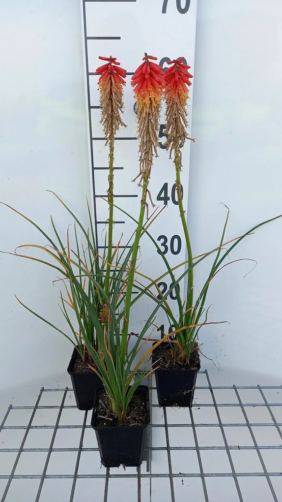 Kniphofia 'Papaya Popsicle' - pot 9x9 cm