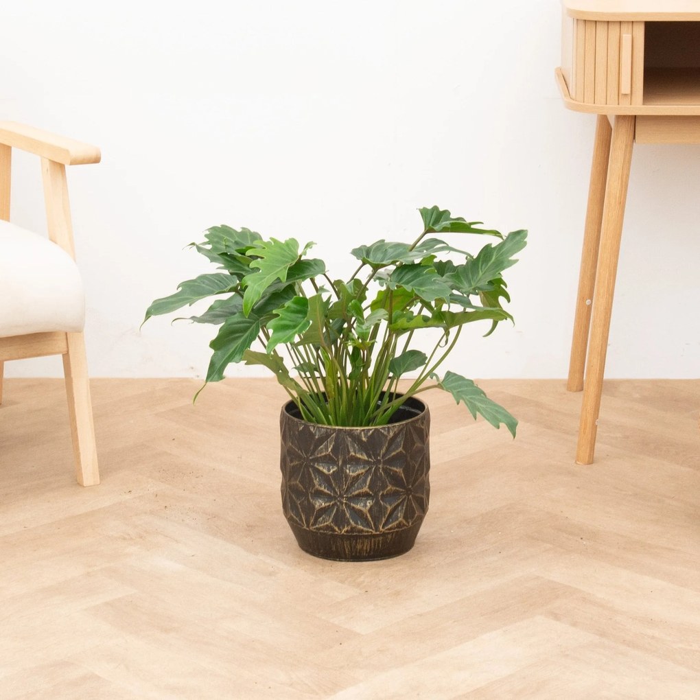 Philodendron Xanadu  - 70cm