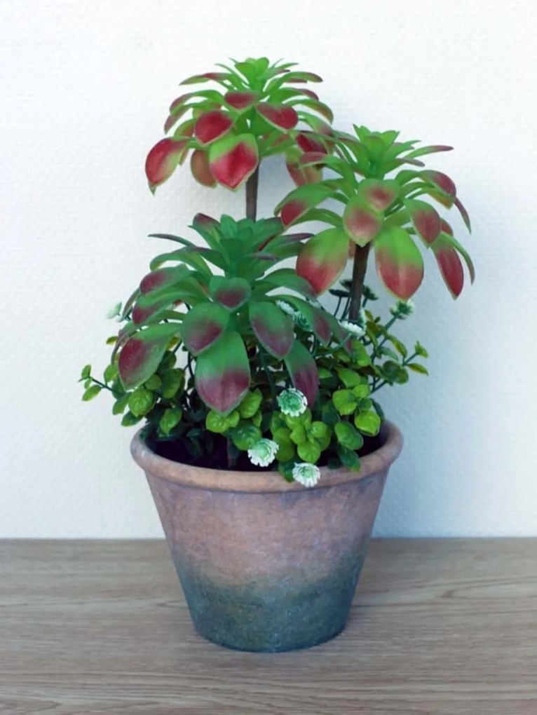 Plantjes in pot Axelle groen rood middel