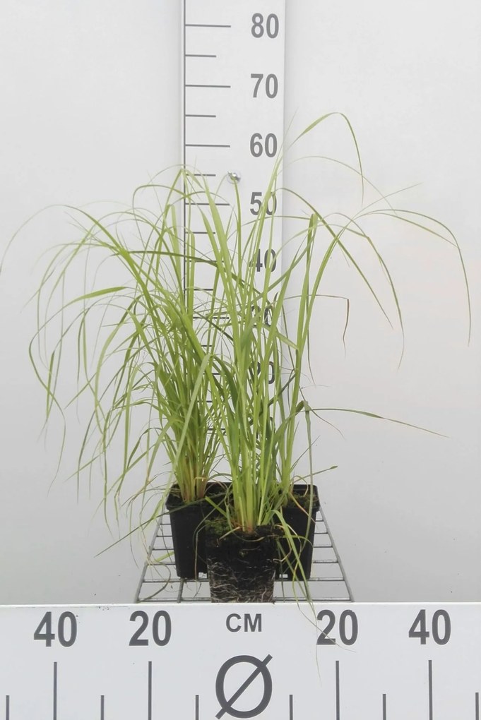 Cortaderia selloana 'Rosea' - pot 9x9 cm -