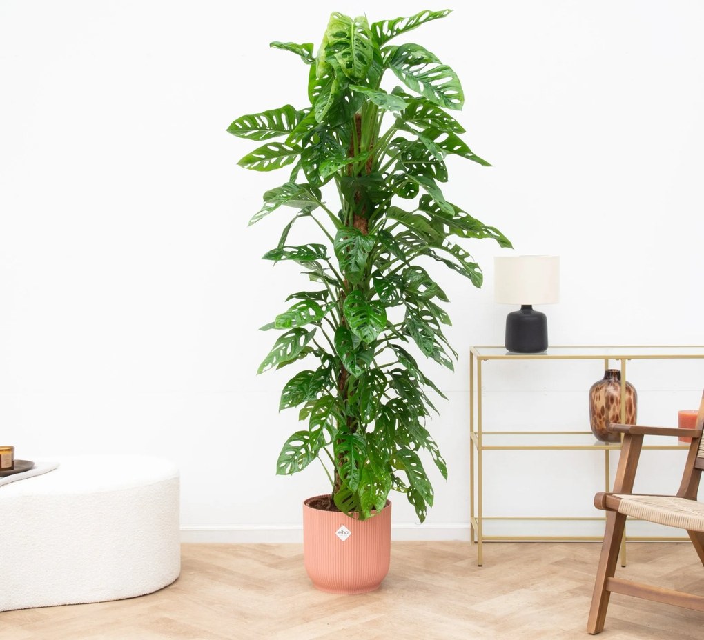 Monstera Monkey Leaf - 160cm