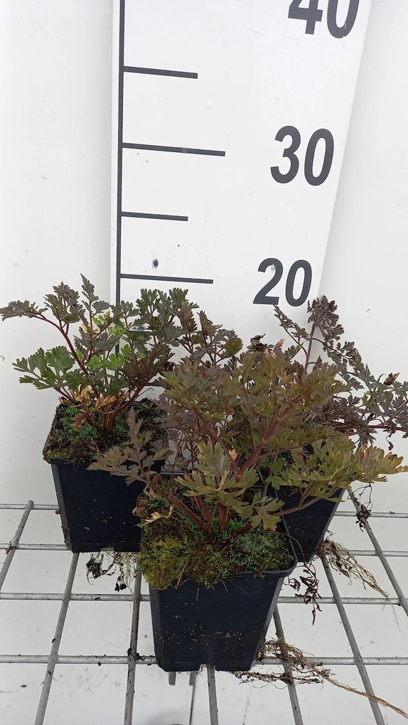 Anthriscus sylvestris 'Ravenswing' - pot 9x9 cm