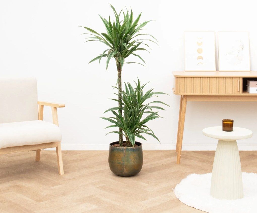 Dracaena Warneckei - 130cm