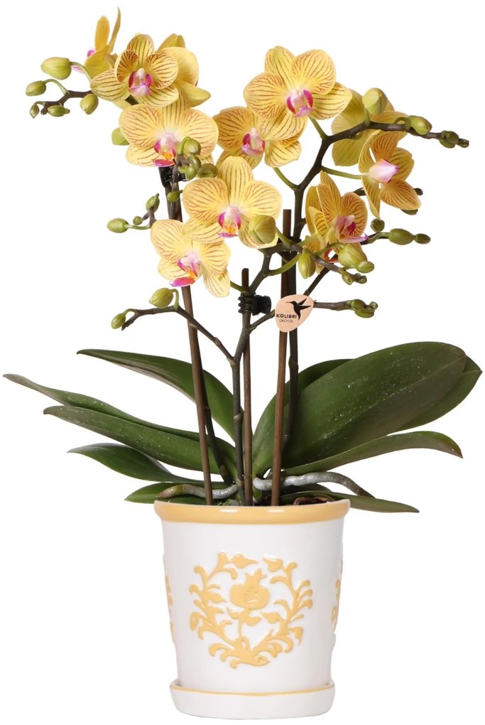 Kolibri Orchids | Gele orchidee Lima + Malaga sierpot licht oranje - potmaat Ø9cm | bloeiende kamerplant - vers van de kweker