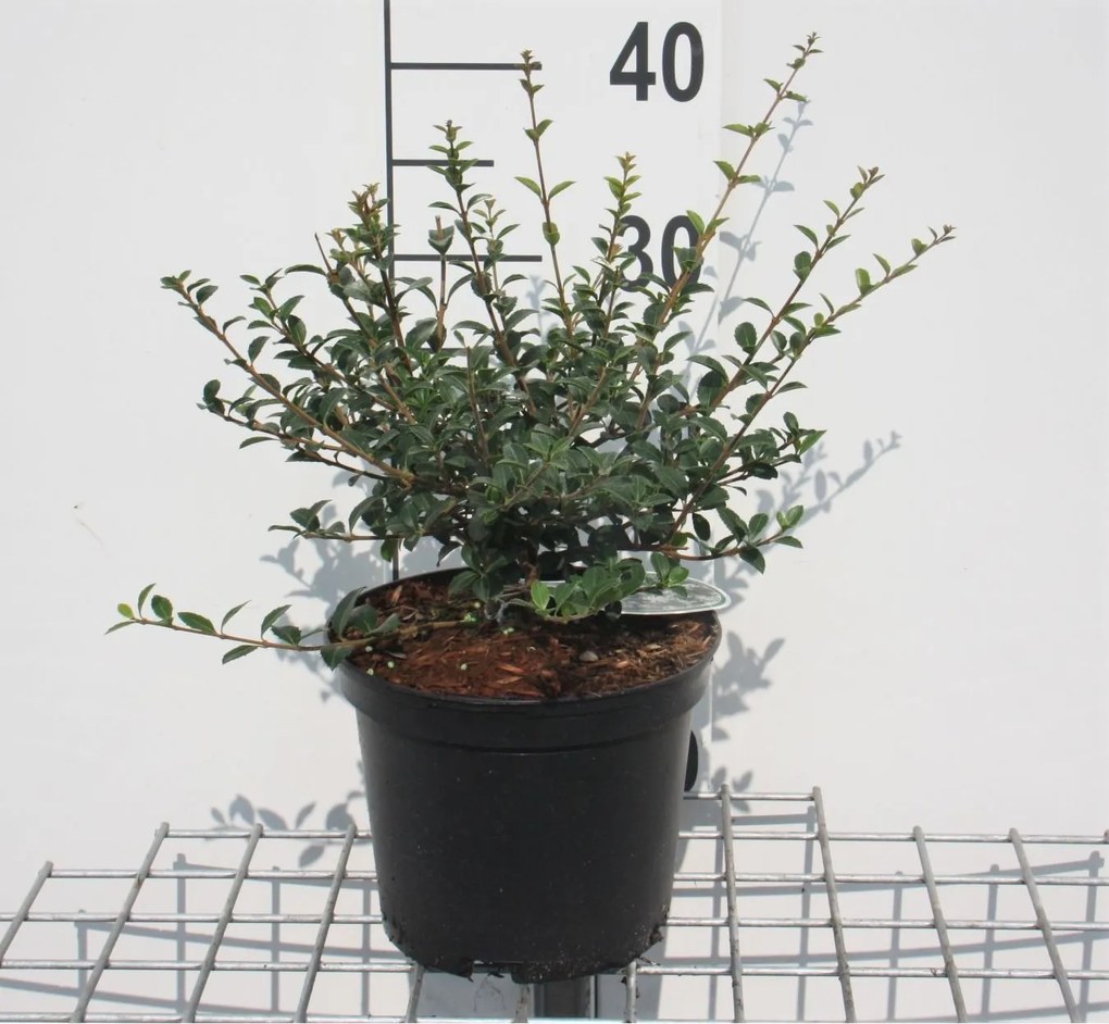 Osmanthus delavayi - pot - 30-40 cm - struik