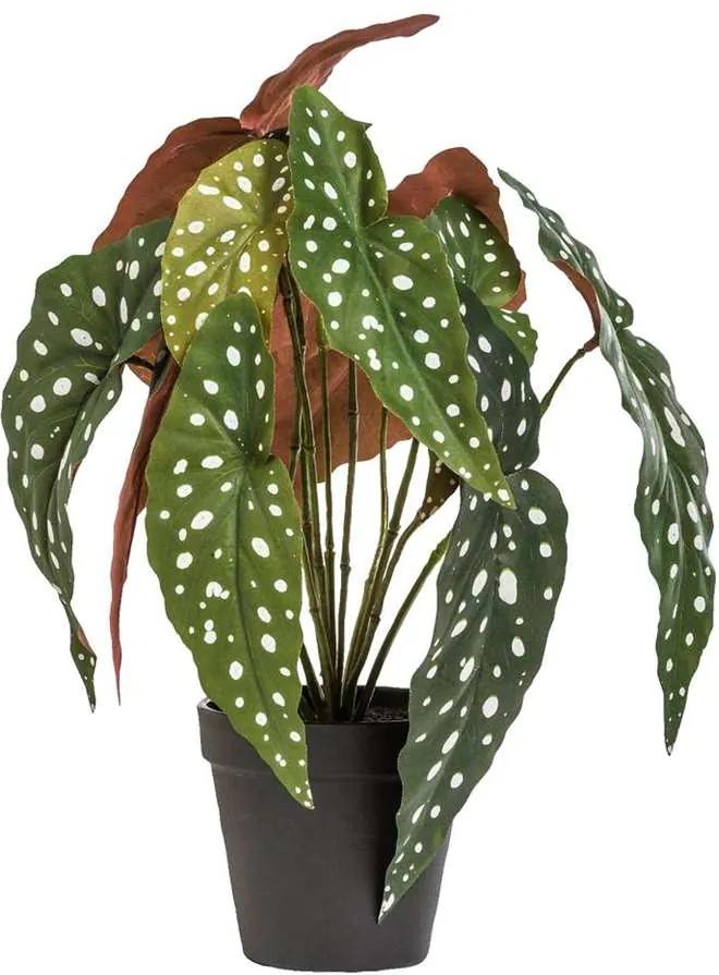 Begonia Maculata in pot - groen - 33 cm - Leen Bakker