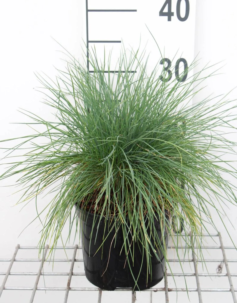 Festuca glauca 'Elijah Blue' - pot 3L -