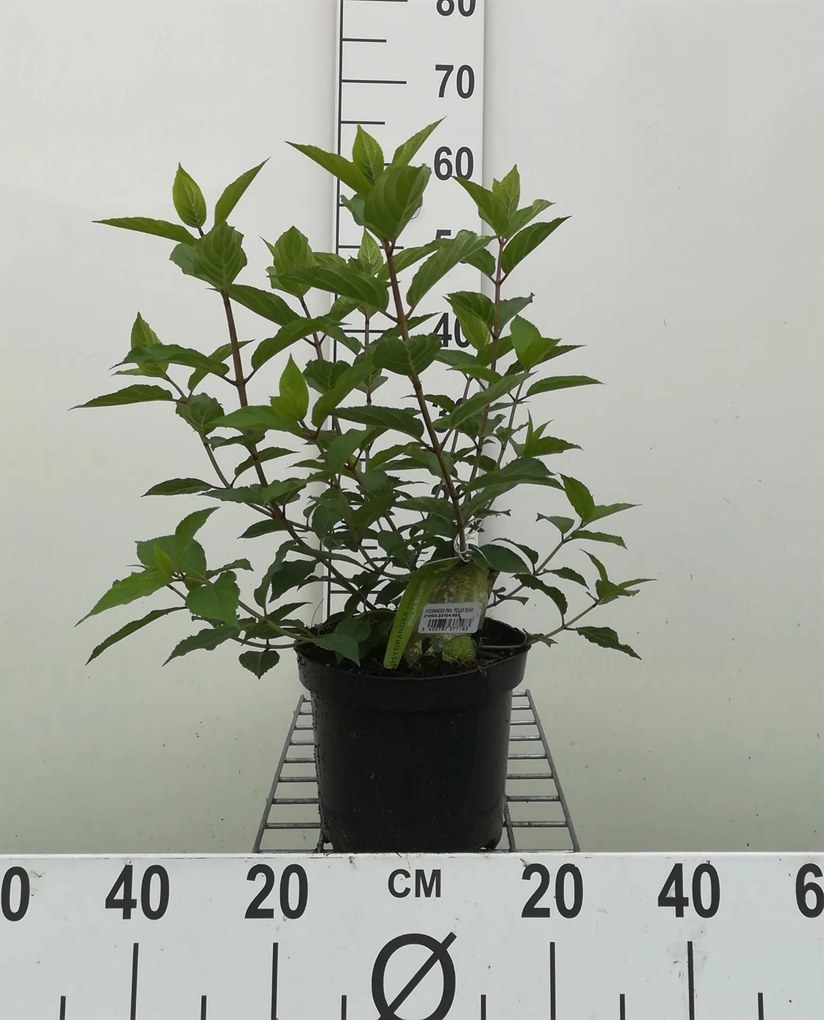 Hydrangea paniculata 'Polar Bear' - pot - 40-50 cm