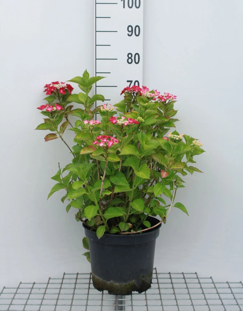 Hydrangea macrophylla'Rotkehlchen'- pot 10L - 40-60 cm