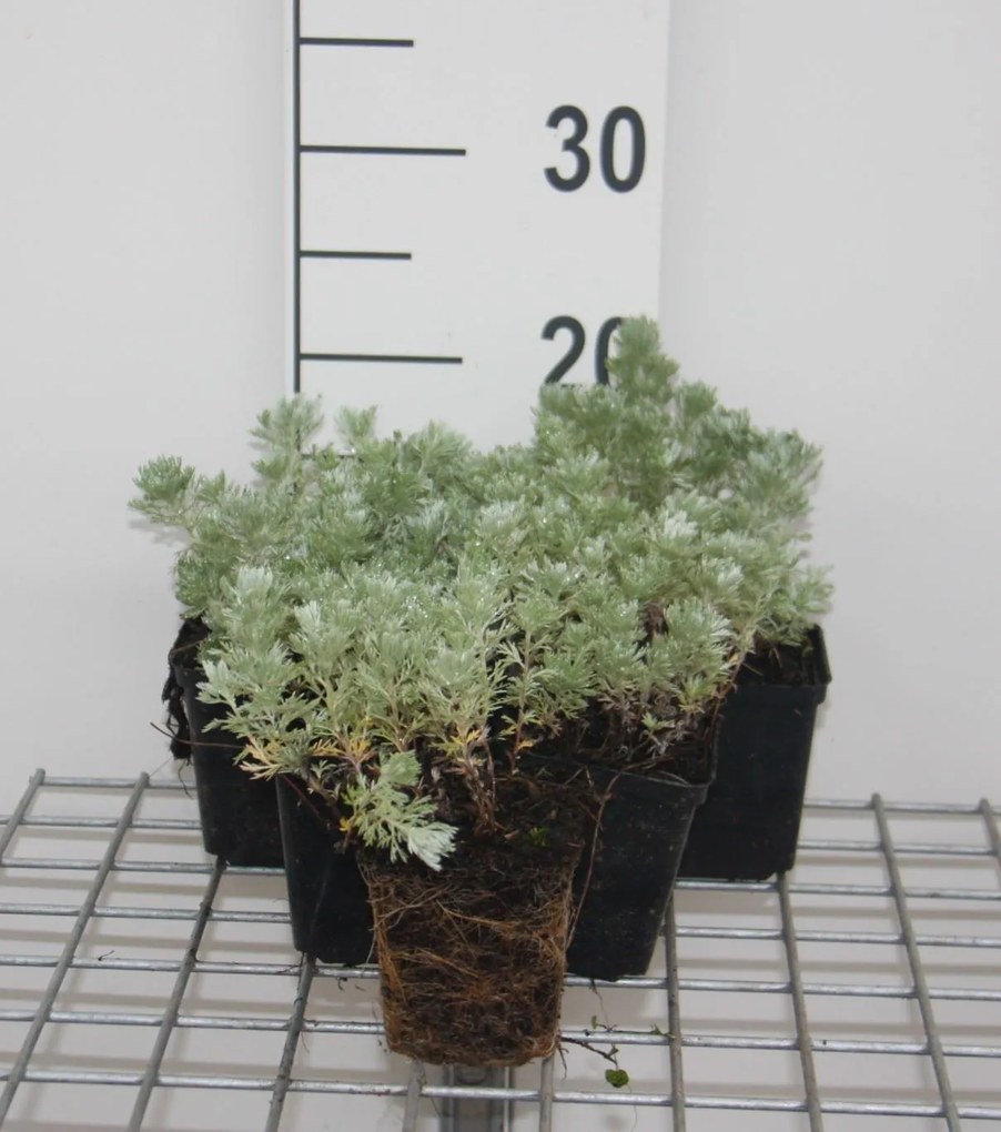 Artemisia schmidtiana 'Nana' - pot 9x9 cm