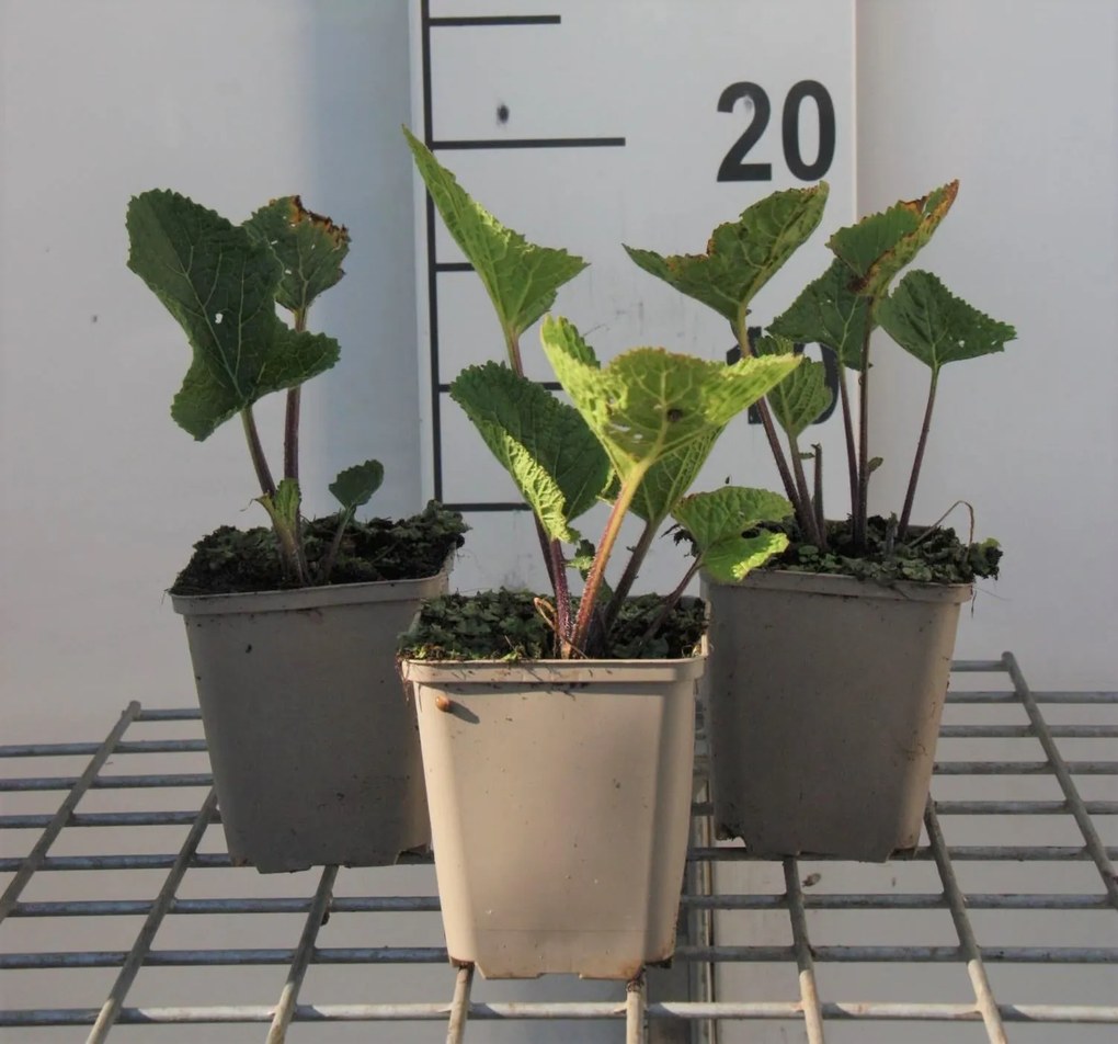 Crambe cordifolia - pot 9x9 cm -