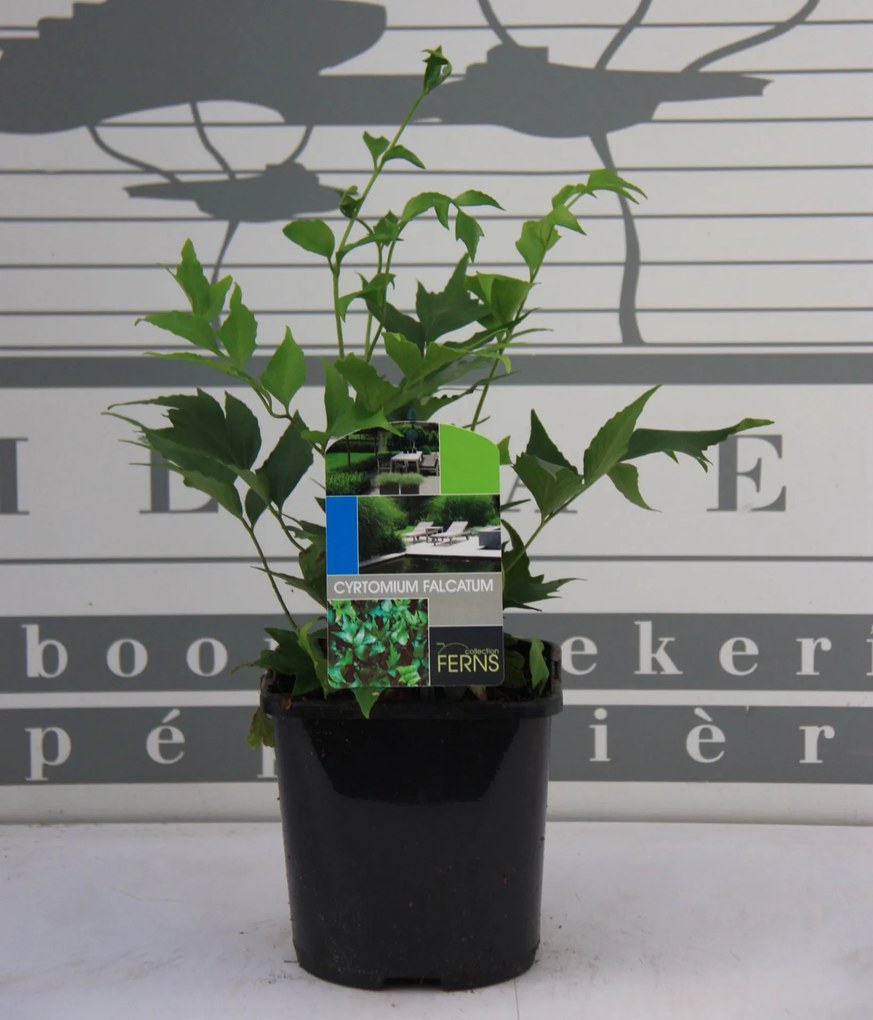Cyrtomium falcatum - pot 2L -