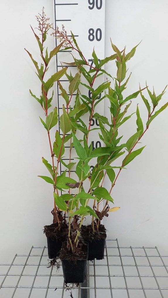 Persicaria polymorpha - pot 9x9 cm -