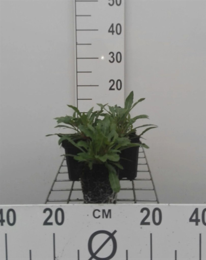 Gaura lindheimeri - Prachtkaars - pot 9x9 cm -