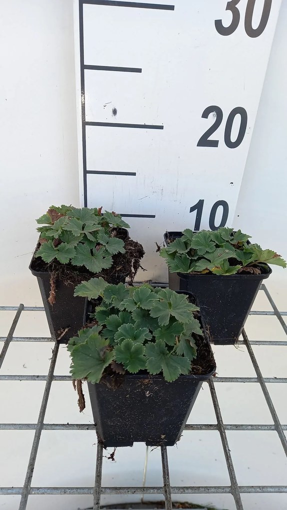 Alchemilla erythropoda - pot 9x9 cm -