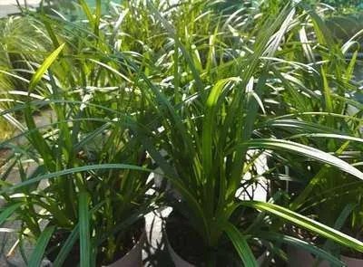 Carex morrowii 'Irish Green' - biopot diameter 8 cm