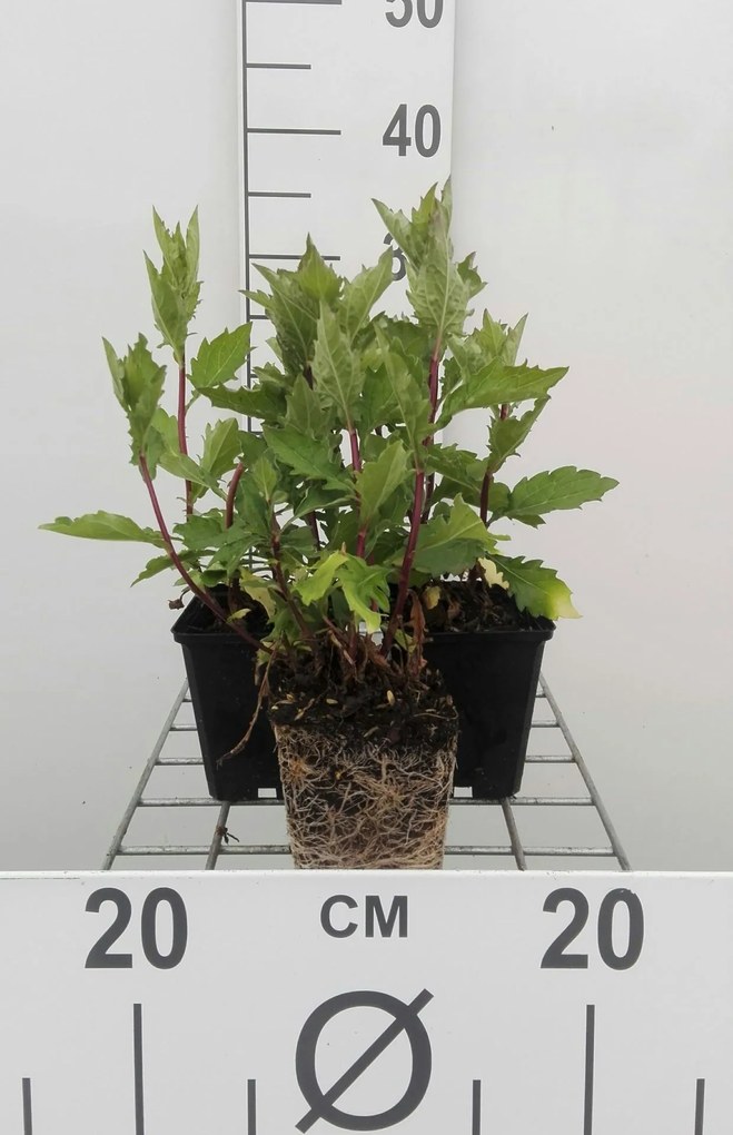 Aster ageratoides 'Asran' - pot 9x9 cm