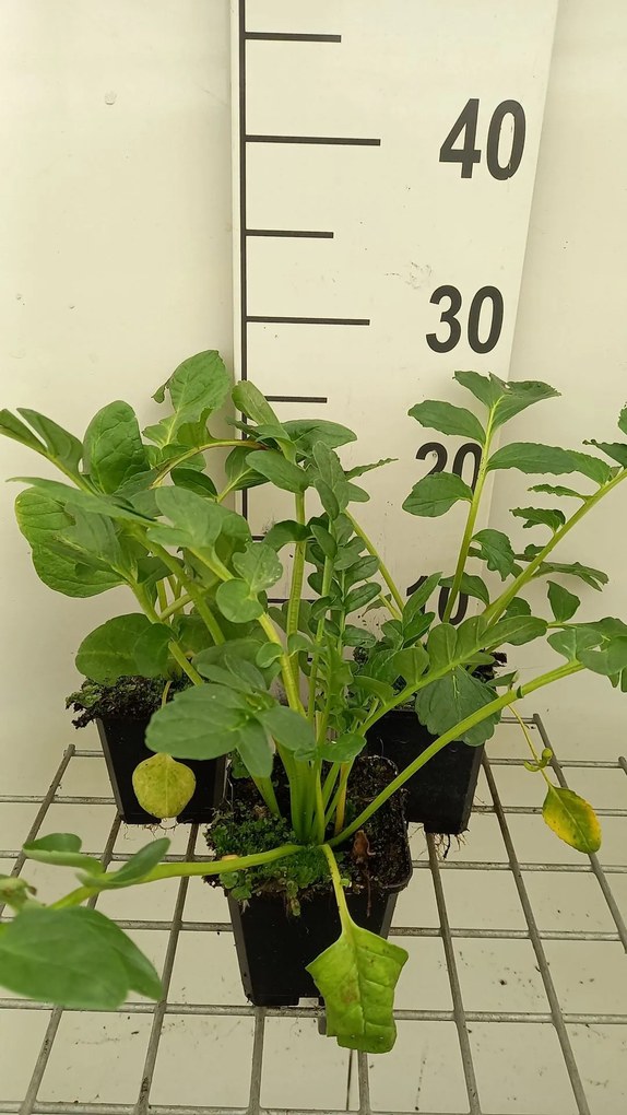 Incarvillea delavayi 'Snowtop' - pot 9x9 cm