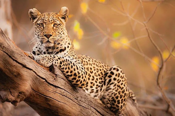 Foto A portrait of a leopard resting in a tree, Jami Tarris