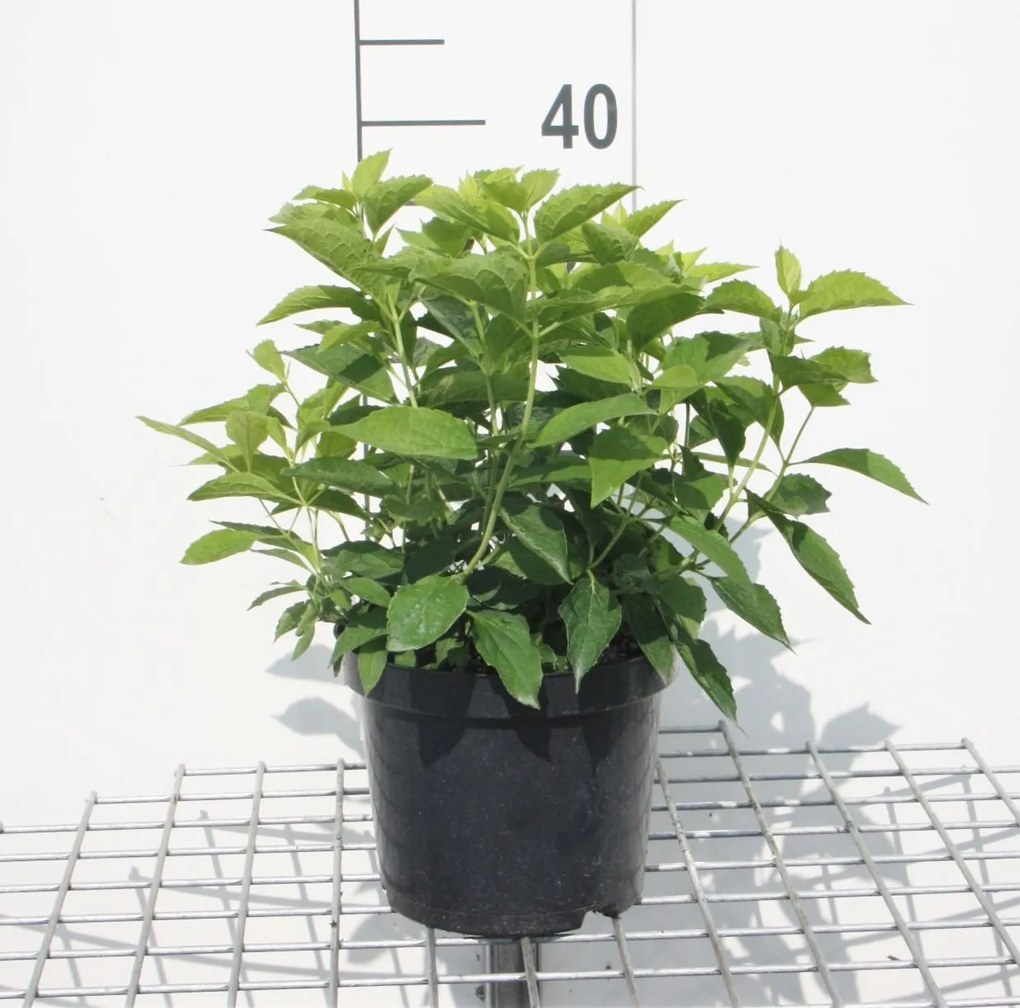 Philadelphus coronarius - pot - 50-60 cm -
