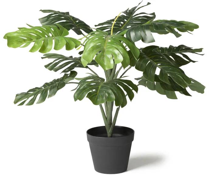Monstera plant - Ø16x75 cm