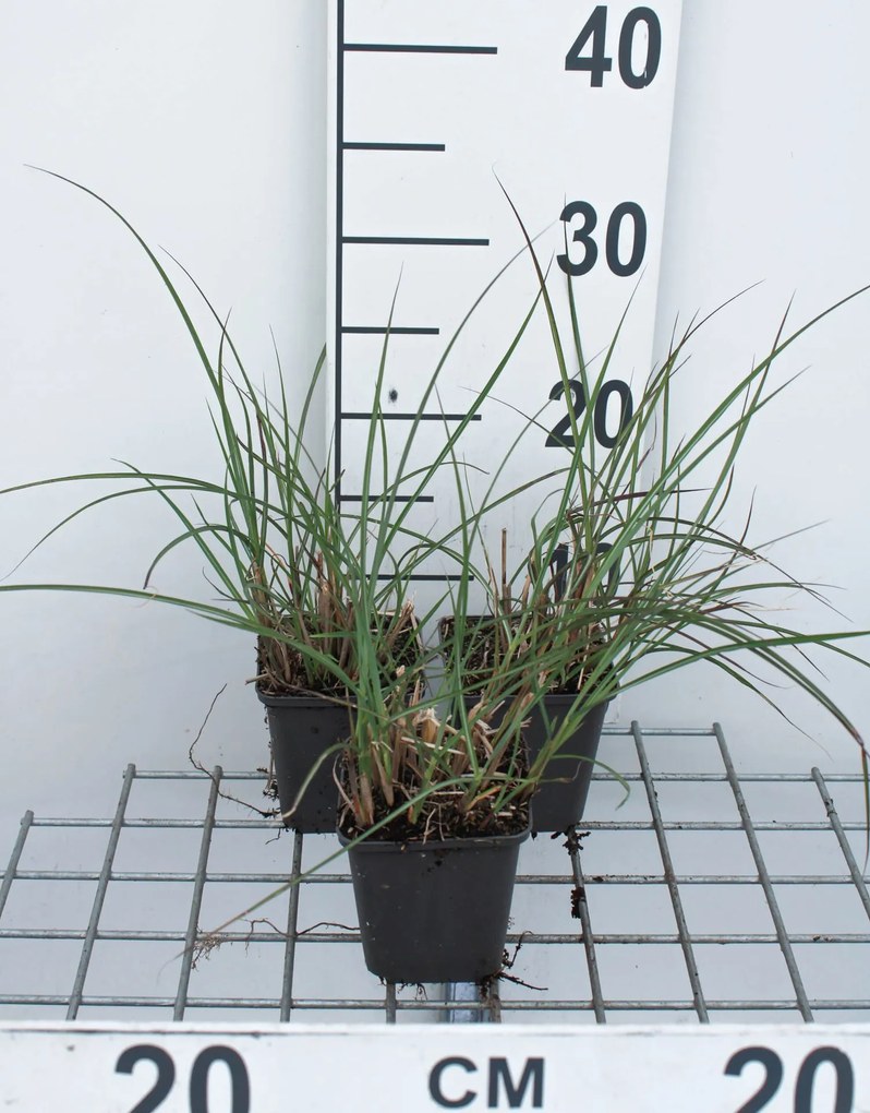 Miscanthus sinensis 'Kleine Silberspinne' - pot 9x9 cm