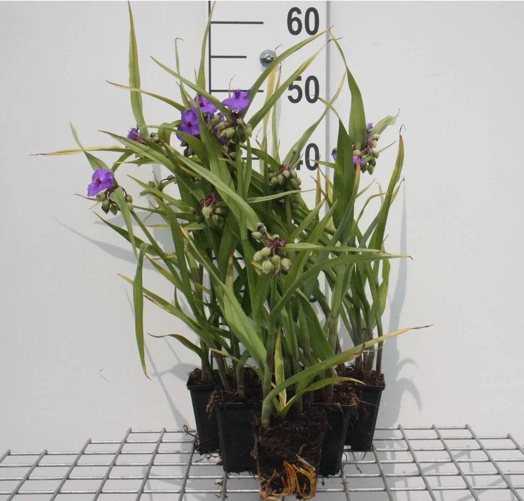 Tradescantia 'Leonora' - pot 9x9 cm