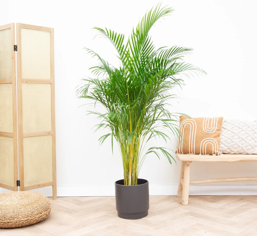 Dypsis Lutescens (Areca palm) - 160cm