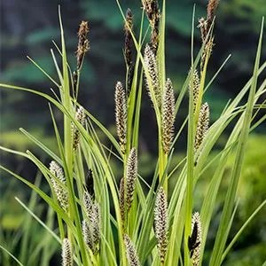 Carex riparia - pot 9x9 cm -