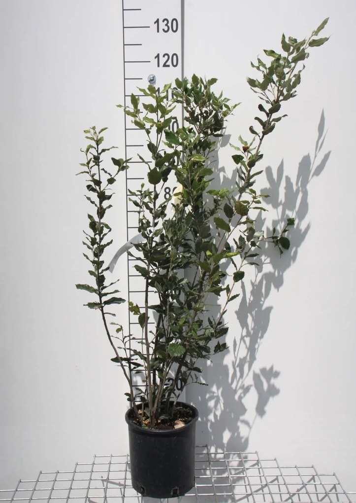 Quercus ilex - pot 5L - 80-100 cm