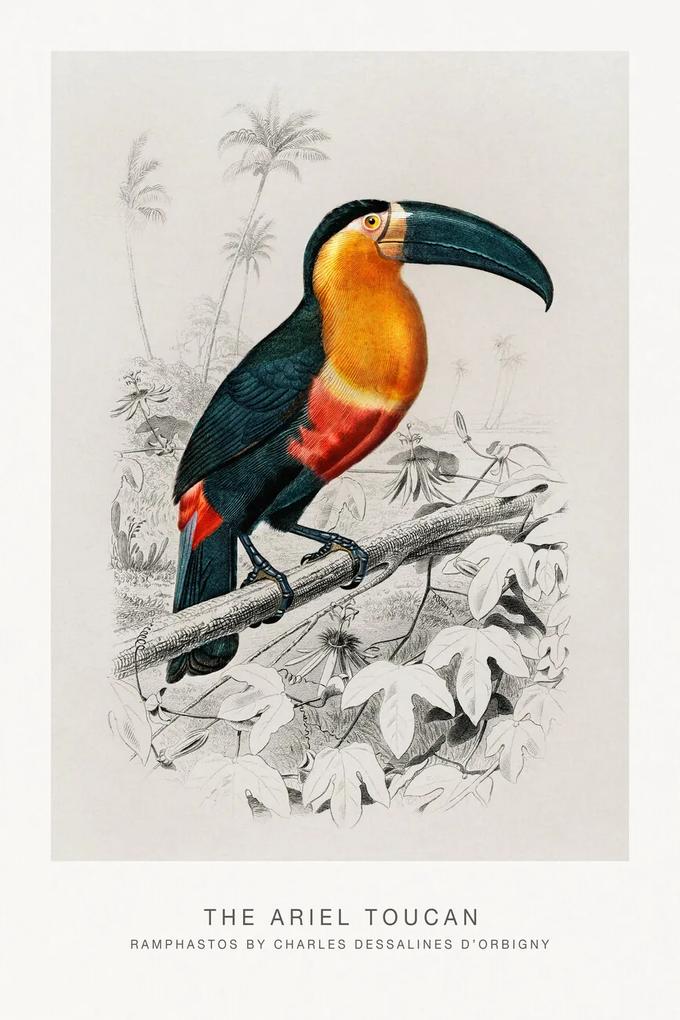 Kunstreproductie The Ariel Toucan (Bird / Zoology) - Charles D'Orbigny, (26.7 x 40 cm)