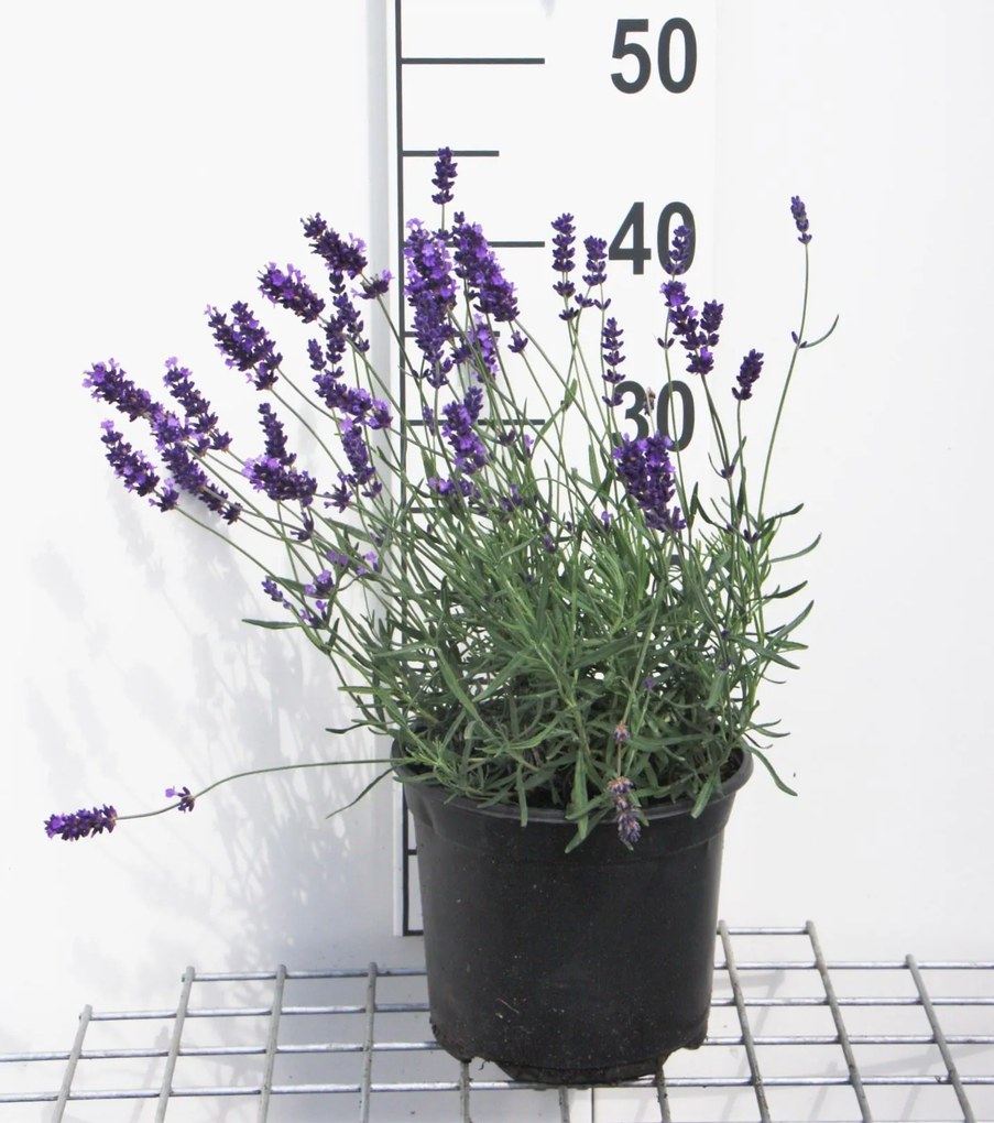Lavandula angustifolia 'Hidcote' - pot 3L (Lavendel) -