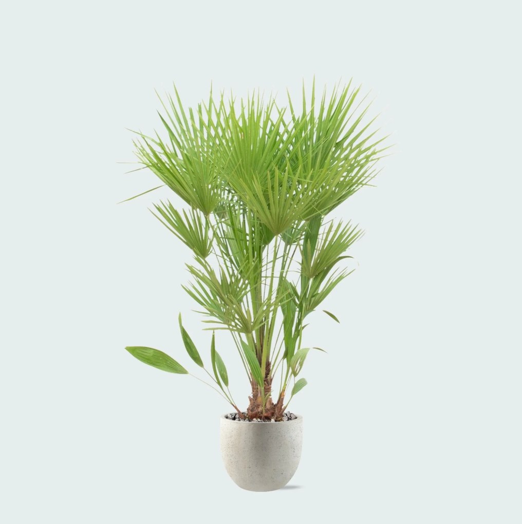 Combi deal - Chamaerops Humilis inclusief pot Grigio new egg - 170cm