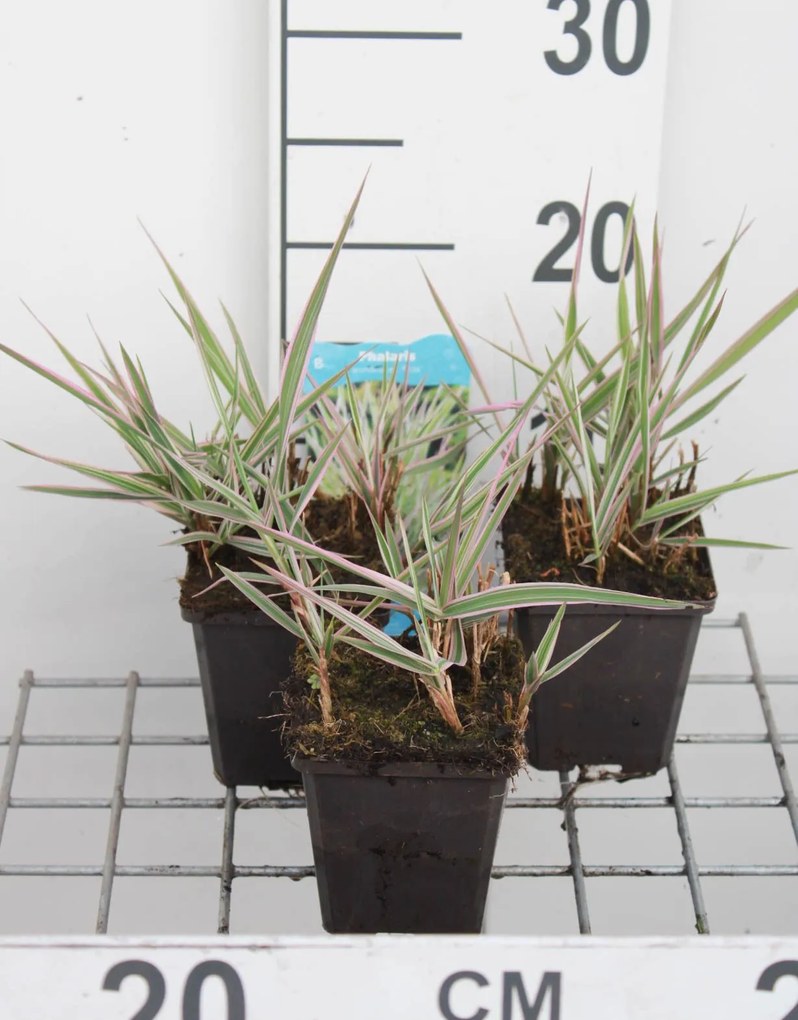 Phalaris arundinacea 'Picta' - pot 9x9 cm