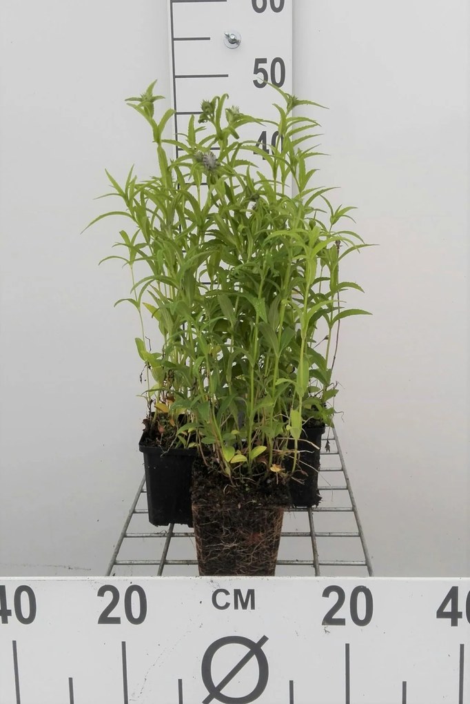 Nepeta nervosa - pot 9x9 cm
