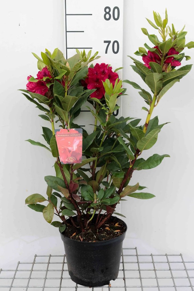 Rhododendron'Lord Roberts'- pot - 40-50 cm
